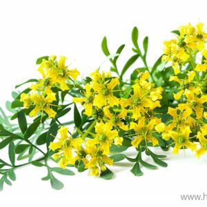 La flor del Pirineo Ruda 50 g